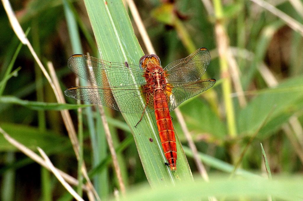 Crocothemis erythraea maschio? - (femmina androcroma)